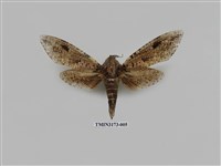 藏品(梟斑蠹蛾)的圖片